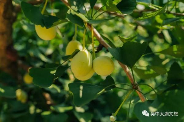 浩瀚体育app下载夏去秋来扒一扒苏州人最爱的“贴膘”美食(图7)