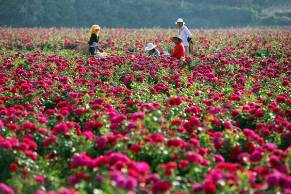 浩瀚体育平台打造鲜花美食城市新IP(图2)